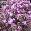 Small shrub with purplish-green leaves, covered in purple flowers in garden