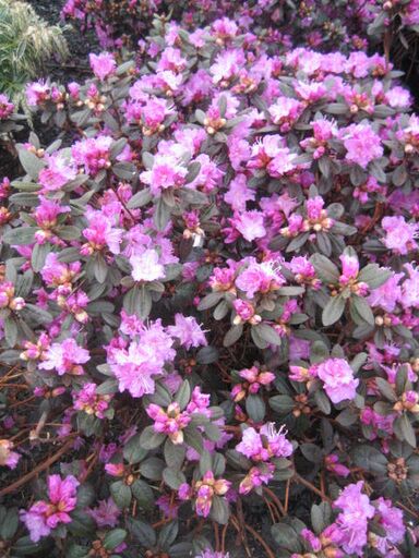 Small shrub with purplish-green leaves, covered in purple flowers in garden