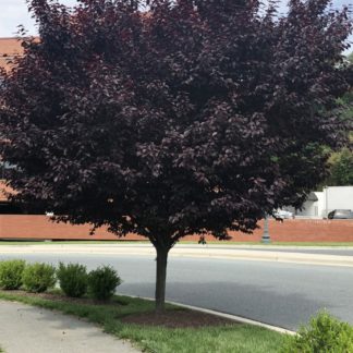 Mature tree with purple leaves and round shape planted next to road