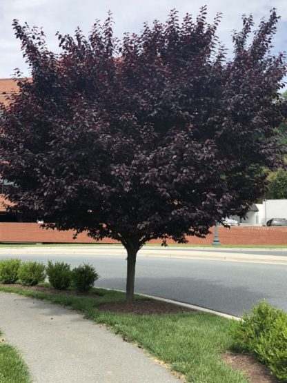 Mature tree with purple leaves and round shape planted next to road