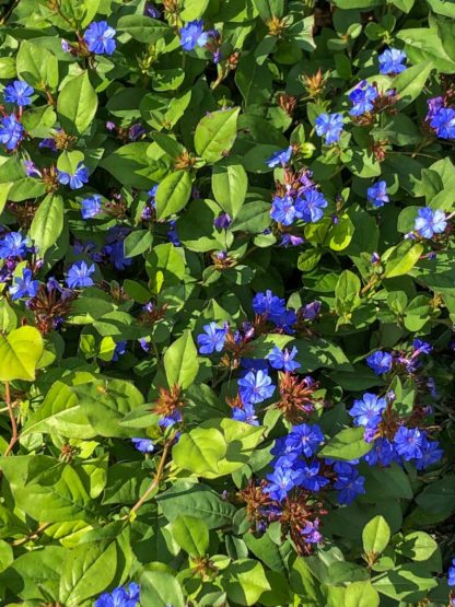 blue plumbago flowers