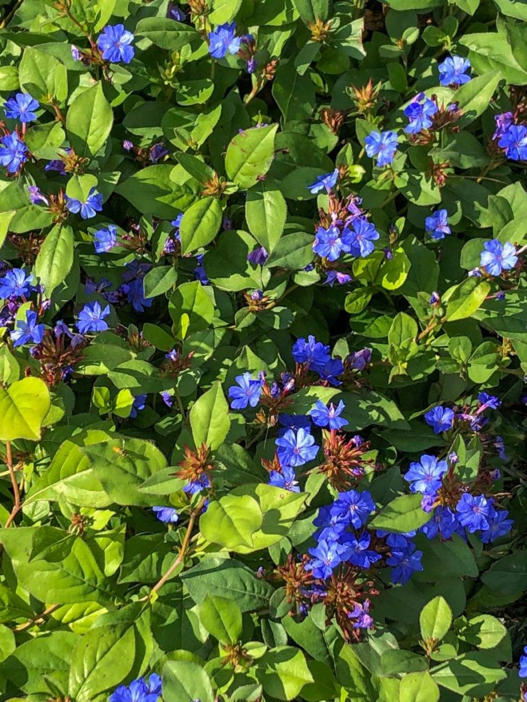 Buy Plumbago Plants Online Stadler Nurseries