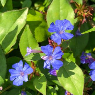 Tiny bright blue flowers covering light green foliage