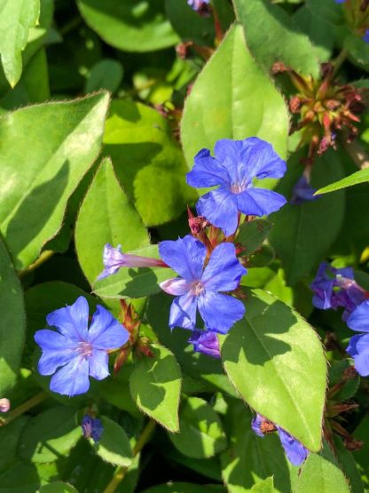 Tiny bright blue flowers covering light green foliage