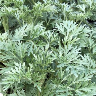 Detail of soft, silvery-green, upright foliage