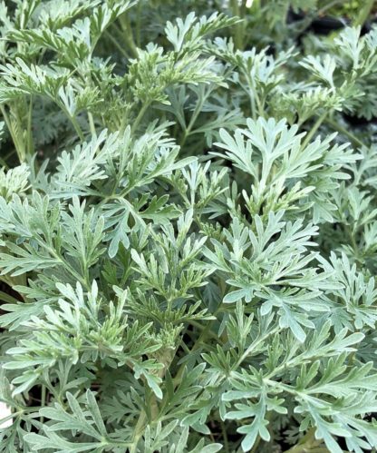 Detail of soft, silvery-green, upright foliage