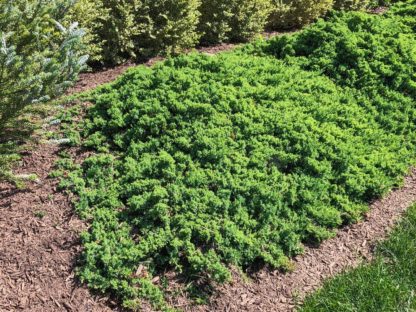 procumbens nana in garden