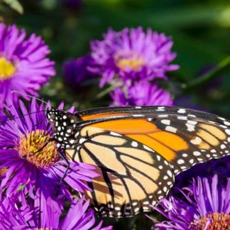 Purple daisy-like flowers and monarch butterfly
