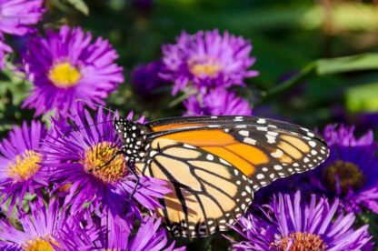 Purple daisy-like flowers and monarch butterfly