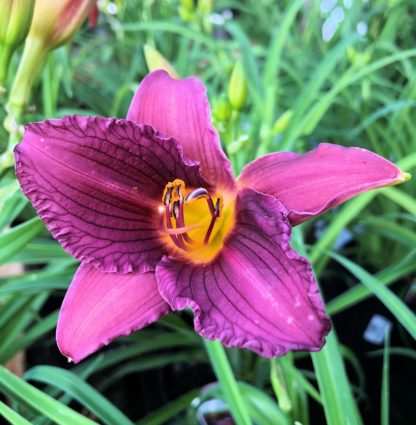 Large, cupped, purple flower with yellow stamens surrounded by grass-like foliage