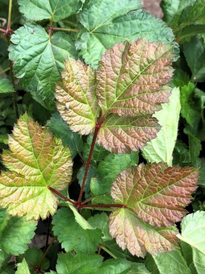 Detail of green and bronzish-green leaves