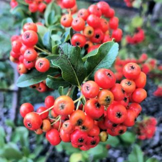 Close-up of clusters of orange-red berries surrounded by green leaves