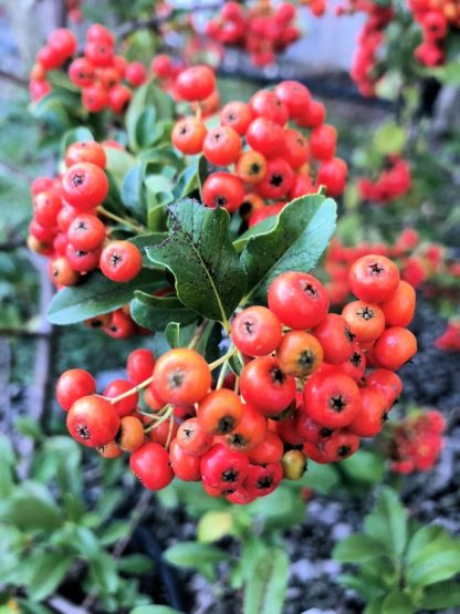 Close-up of clusters of orange-red berries surrounded by green leaves
