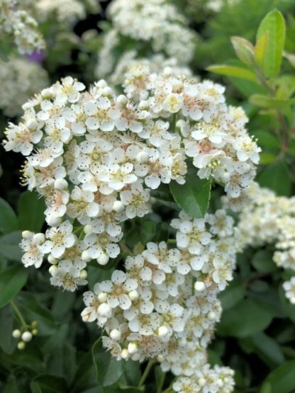 Cluster of small white flowers surrounded by green leaves