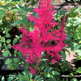 Plume of red flowers rising above green leaves