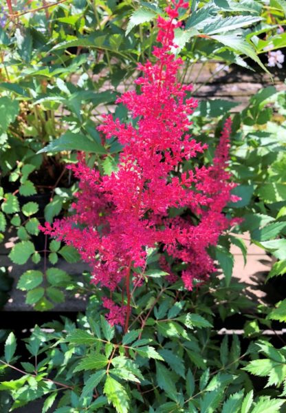 Plume of red flowers rising above green leaves