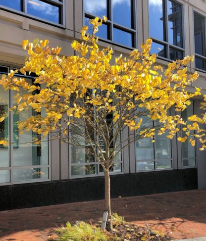 Small tree with bright yellow leaves planted in front of office building