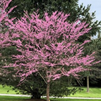 Mature flowering tree covered with pink flowers in lawn
