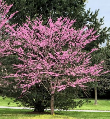 Mature flowering tree covered with pink flowers in lawn