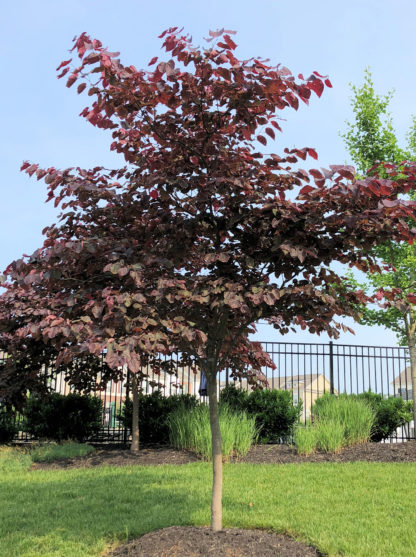 Small tree with red leaves in lawn in front of garden with black fence