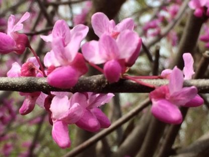 Bright pink, pea-shaped flowers lining tree branch