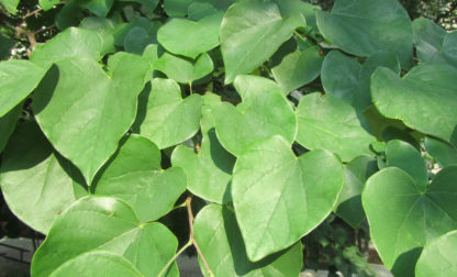 Close-up of heart-shaped green leaves