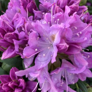 Close-up of large purple flowers surrounded by green leaves