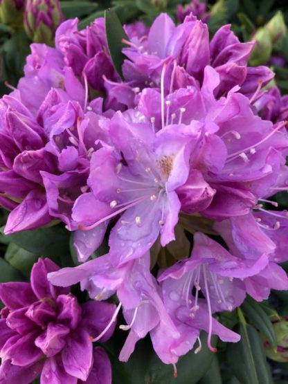 Close-up of large purple flowers surrounded by green leaves