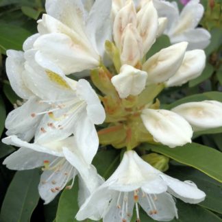 Close-up of large white flowers surrounded by green leaves