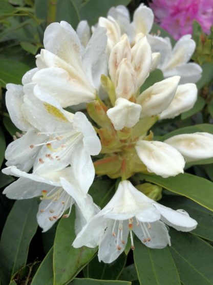 Close-up of large white flowers surrounded by green leaves