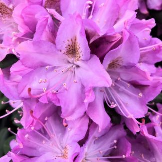 english roseum rhododendron