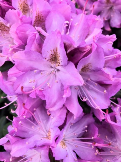 Close-up of large purple flowers