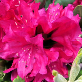 Close-up of large red flowers surrounded by green leaves