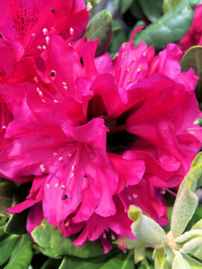 Close-up of large red flowers surrounded by green leaves