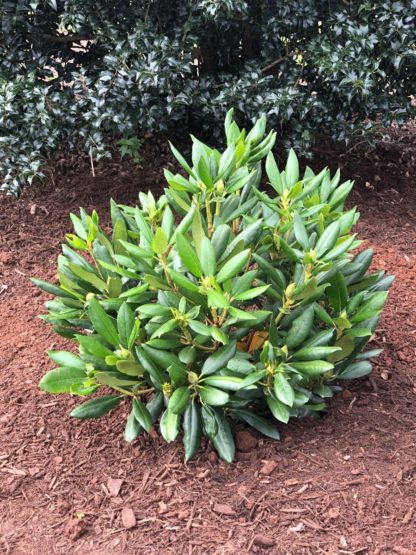 Small green shrub planted in garden