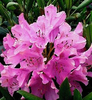 Close-up of large pink flowers surrounded by green leaves