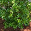Small green shrub planted in garden