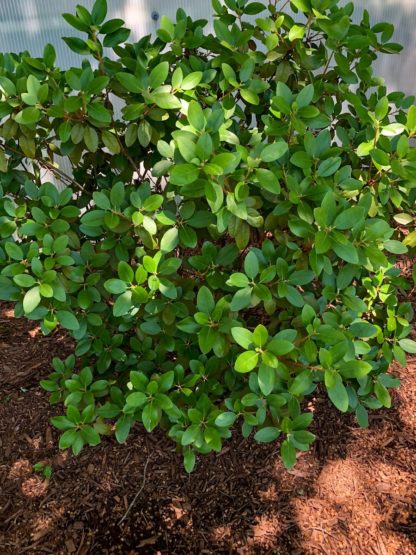 Small green shrub planted in garden