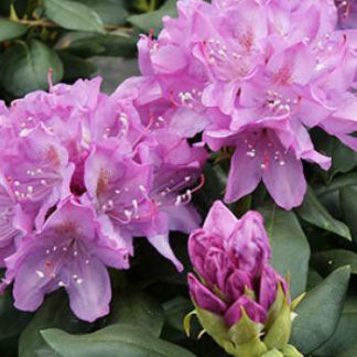 Close-up of large purple flowers surrounded by green leaves