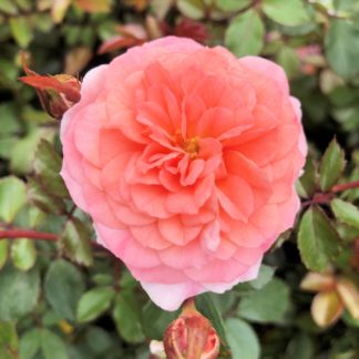 Close-up of small, apricot flower