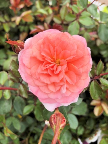 Close-up of small, apricot flower