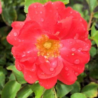 Close-up of small, coral-red flower