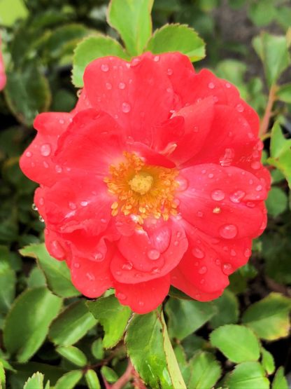 Close-up of small, coral-red flower