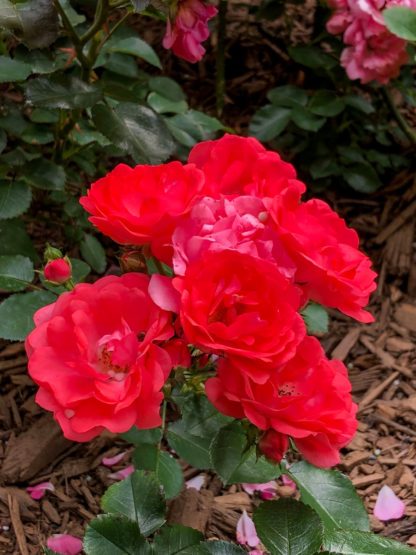 Close-up of coral-red flowers on branch