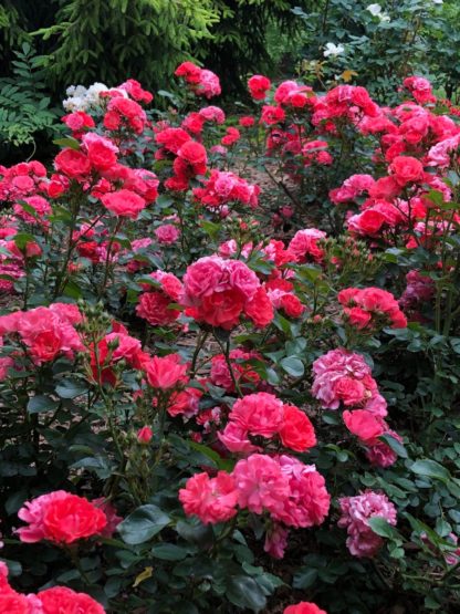 Small shrub covered with small coral flowers planted in garden