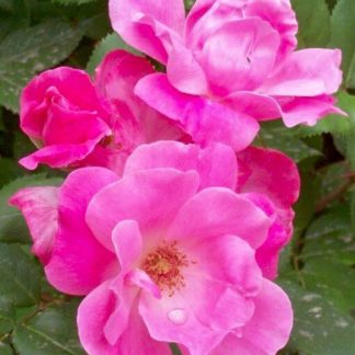 Close-up of pink flowers surrounded by green leaves