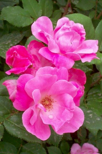 Close-up of pink flowers surrounded by green leaves