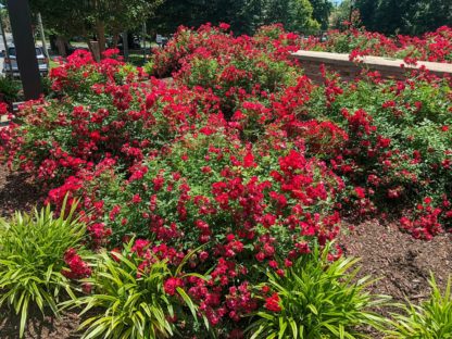 Small shrub covered with small red flowers planted in garden