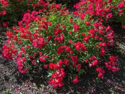 Small shrub covered with small red flowers planted in garden