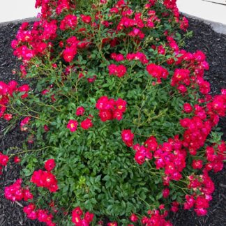 Small shrub covered with small red flowers planted in garden